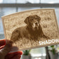 Memorial 3D Moment example - Shadow the labrador held to the window